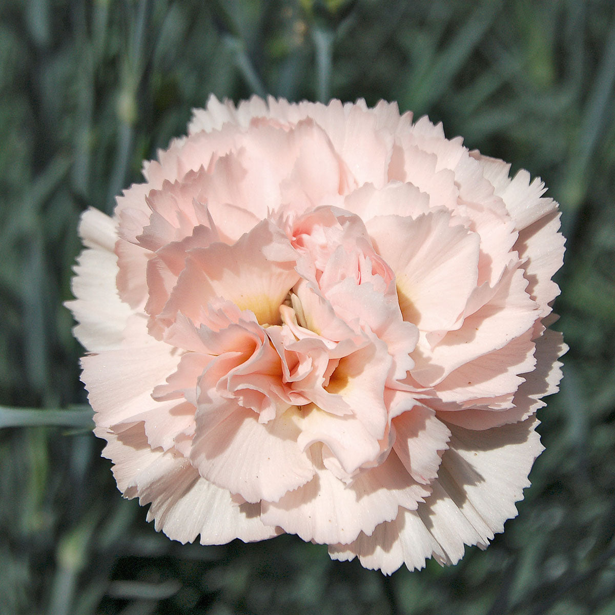 DIANTHUS Widecombe Fair (PBR)