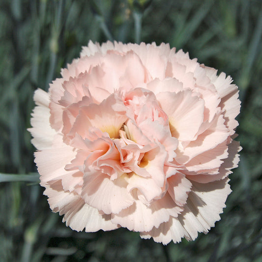 DIANTHUS Widecombe Fair (PBR)