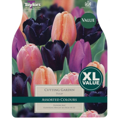 Tulip - Tulip Cutting Garden Bulbs