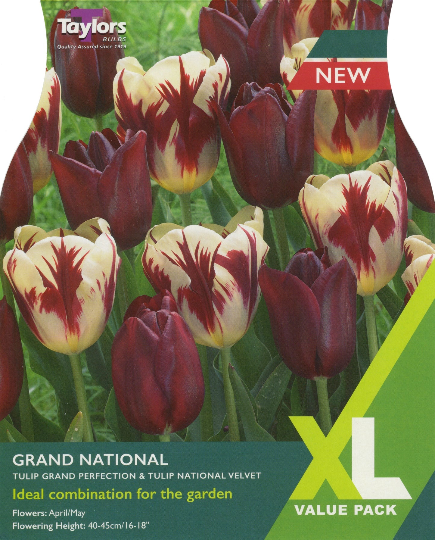 Tulip - Tulip Grand National