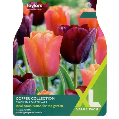 Tulip - Tulip Copper Collection