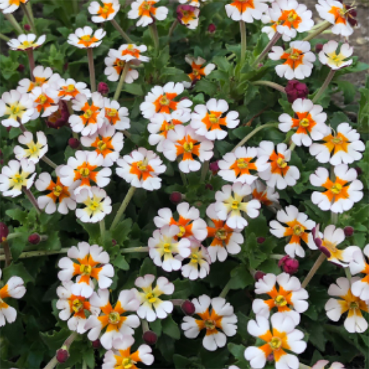 Zaluzianskya ovata 'Orange Eye' Night Scented phlox