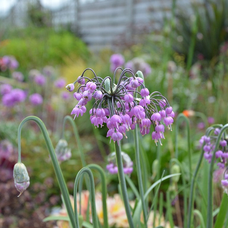 Allium cernuum 'Hidcote'  - Lady's Leek; Nodding Onion