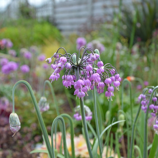Allium cernuum 'Hidcote'  - Lady's Leek; Nodding Onion