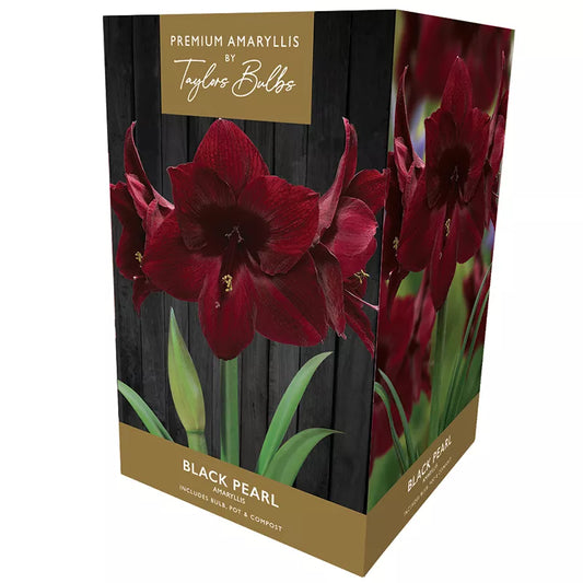 Amaryllis "Black Pearl" (Hippeastrum)