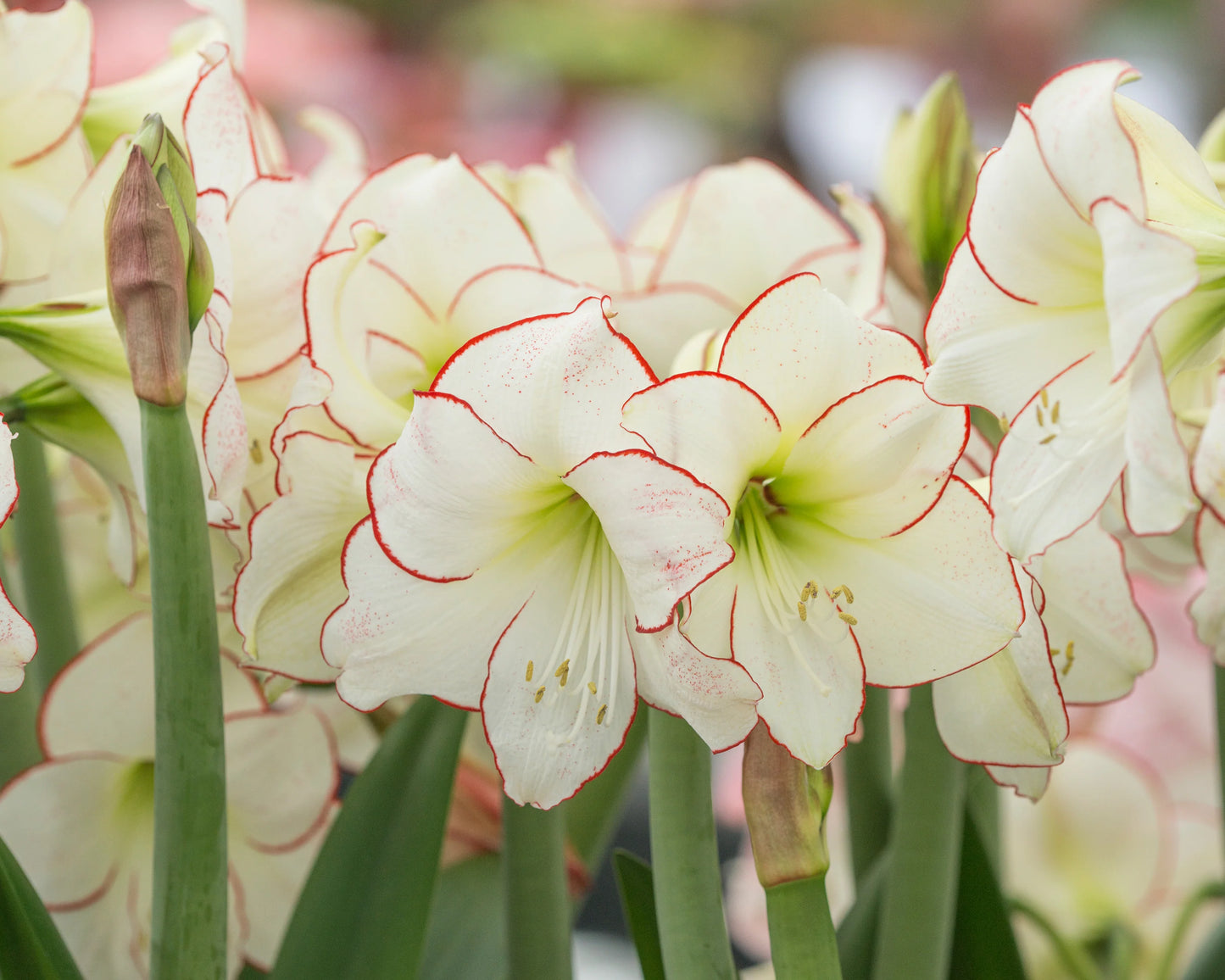 Amaryllis "Picotee" (Hippeastrum)