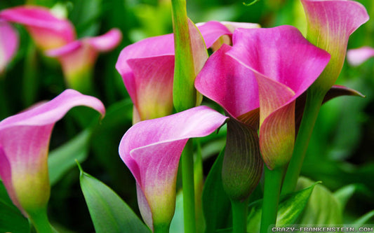 Zantedeschia Calla Lily 'Royal Plum' Deep Pink