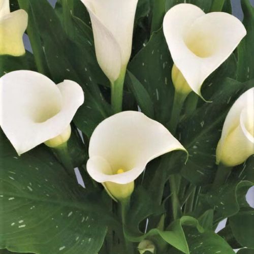 Zantedeschia Cally Lily "Siberia White"