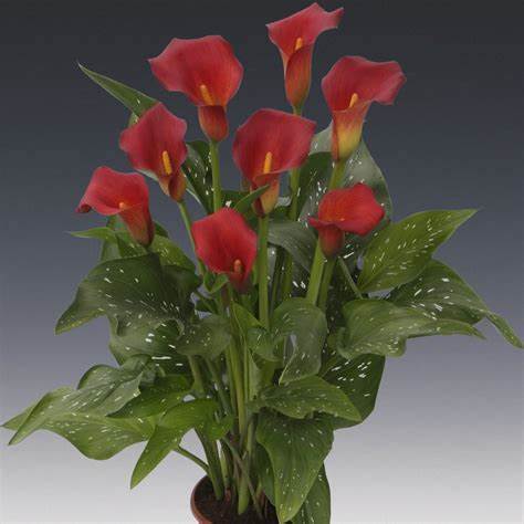 Zantedeschia Cally Lily "Bloody Mary Apricot Orange"