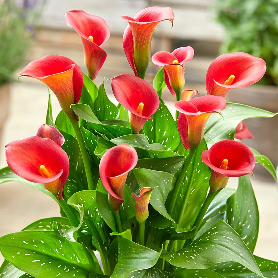 Zantedeschia Calla Lily "Red Alert"