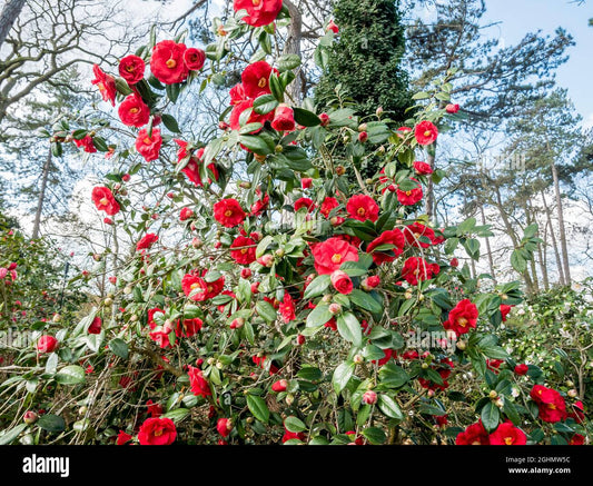 Camellia japonica ‘Adolphe Audusson’ – Evergreen Shrub with Red Blooms