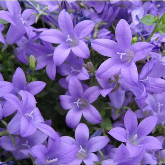 Campanula portenschlagiana catherine