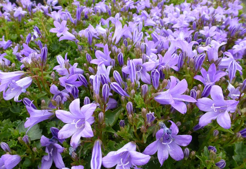 Campanula portenschlagiana catherine