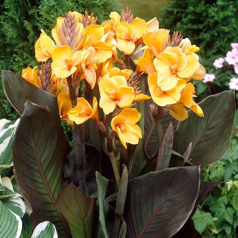 Canna 'Chocolate Sunrise' canna 'Chocolate Sunrise'