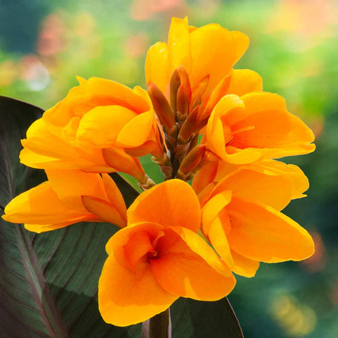 Canna 'Chocolate Sunrise' canna 'Chocolate Sunrise'