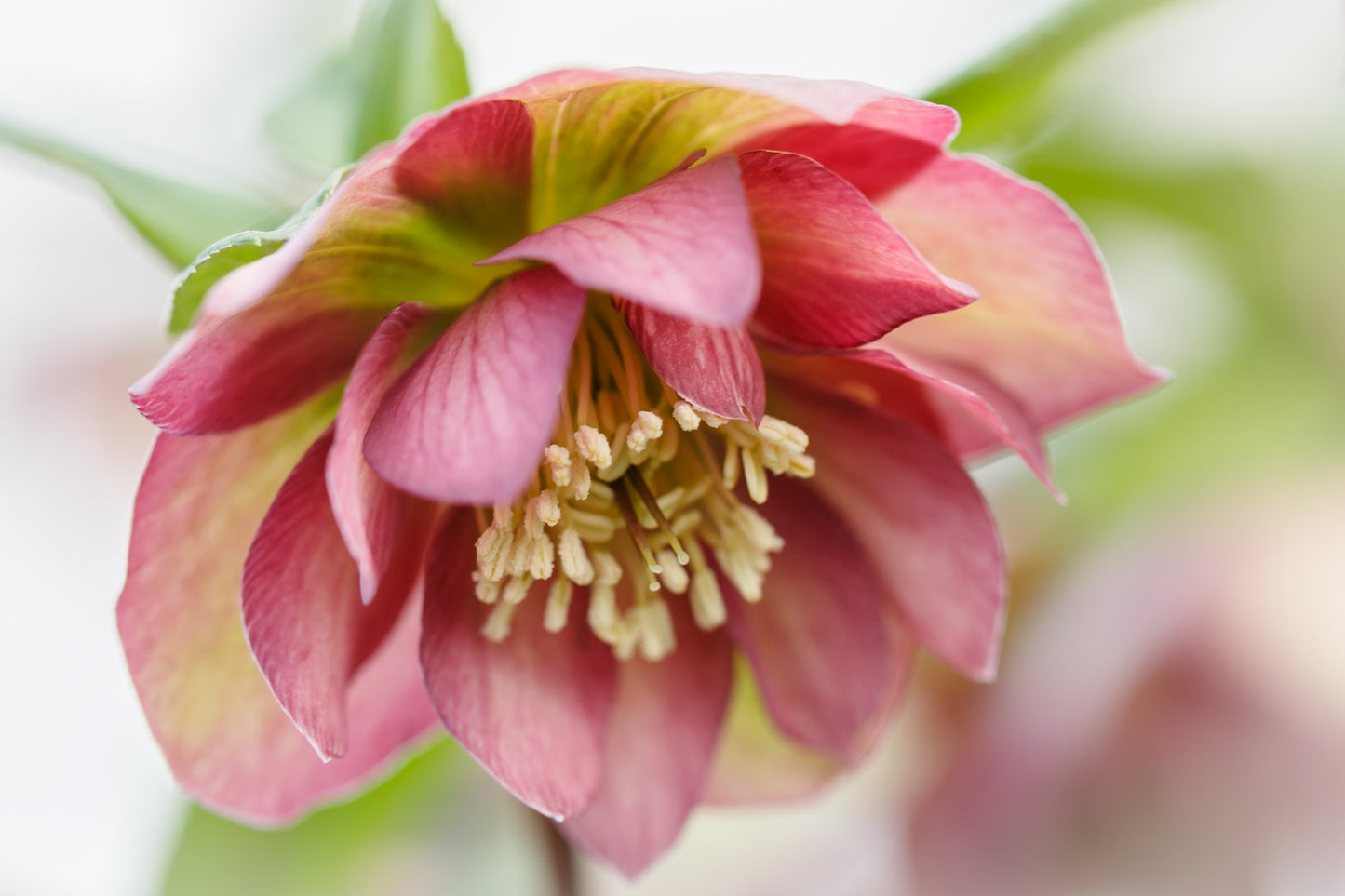 Hellebore orientalis - Helleborus 'Double Waterlily' ~  - comm. Lenten Rose