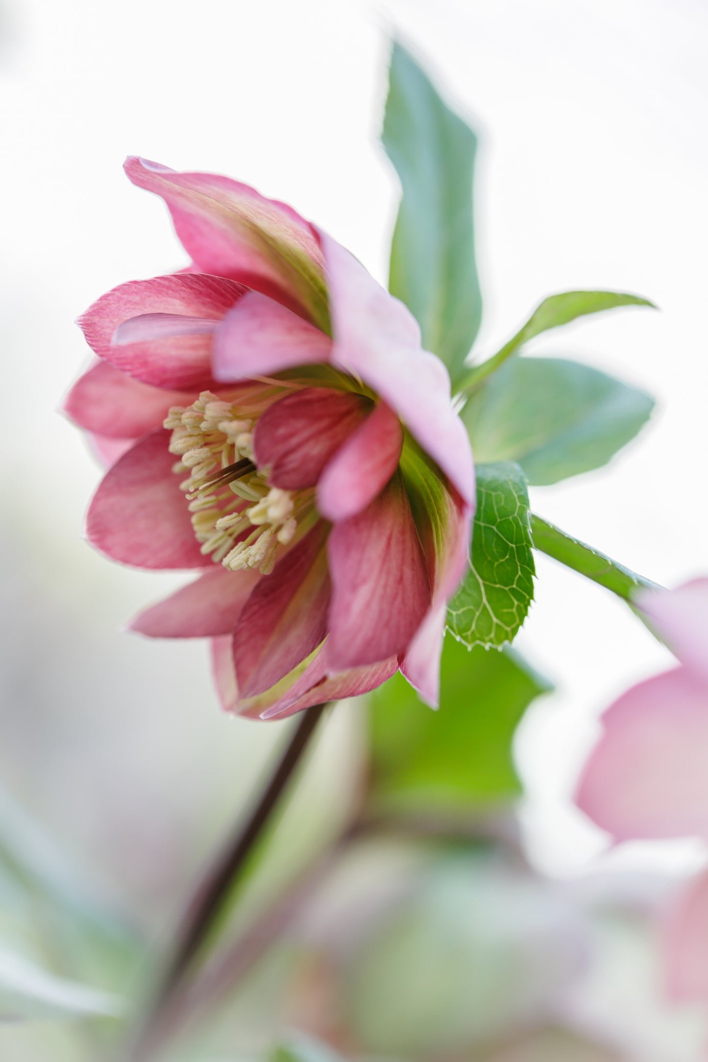 Hellebore orientalis - Helleborus 'Double Waterlily' ~  - comm. Lenten Rose