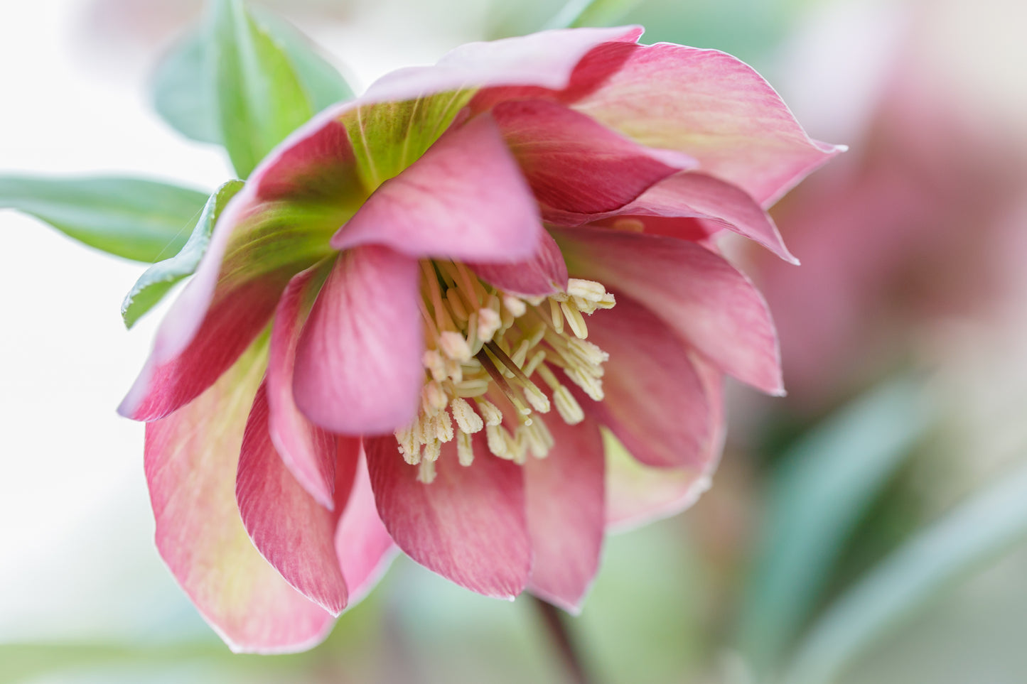 Hellebore orientalis - Helleborus 'Double Waterlily' ~  - comm. Lenten Rose