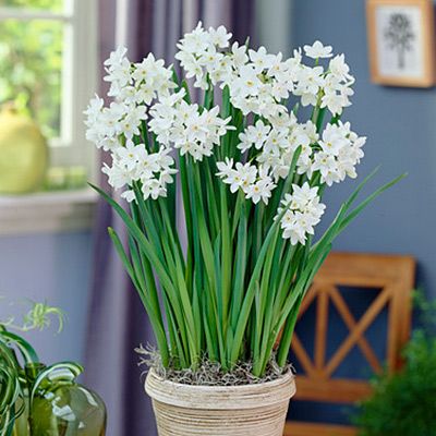 Daffodil (Narcissus) Paperwhite - Bulbs