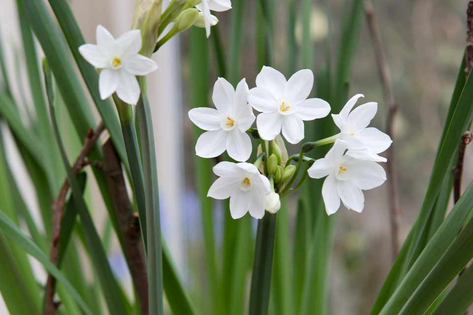 Daffodil (Narcissus) Paperwhite - Bulbs