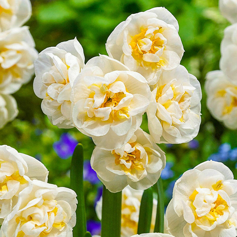 Daffodil (Narcissus) Bridal Crown Bulbs