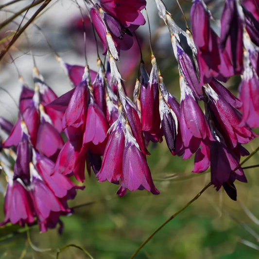 Dierama 'Blackbird' - Angel's Fishing Rod