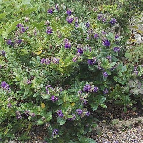 Hebe - HEBE franciscana 'Blue Gem'