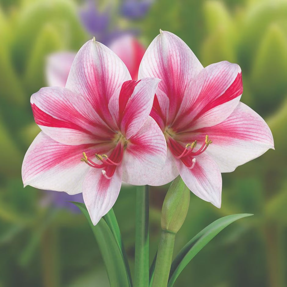 Amaryllis "Gervase" (Hippeastrum)