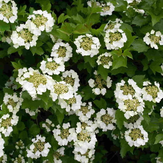 Viburnum opulus ‘Compactum’ – Dwarf Guelder Rose