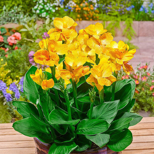 Canna 'Happy Emily' (Canna Sol Series) canna 'Happy Emily'