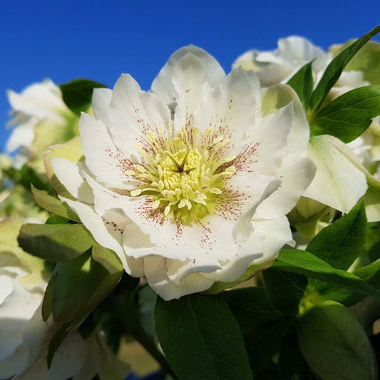 Hellebore orientalis - Helleborus 'Double White Speckled' ~  - comm. Lenten Rose