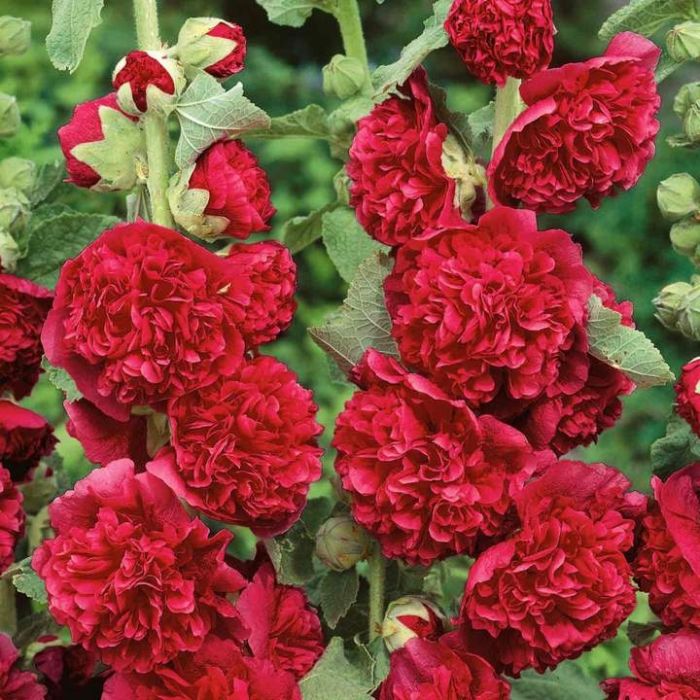 Alcea rosea 'Chater's Red,' - Hollyhock