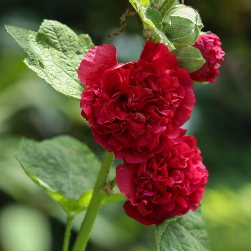 Alcea rosea 'Chater's Red,' - Hollyhock