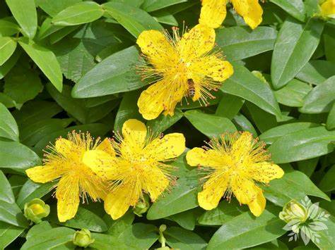 Hypericum Calcynium (rose of Sharon)