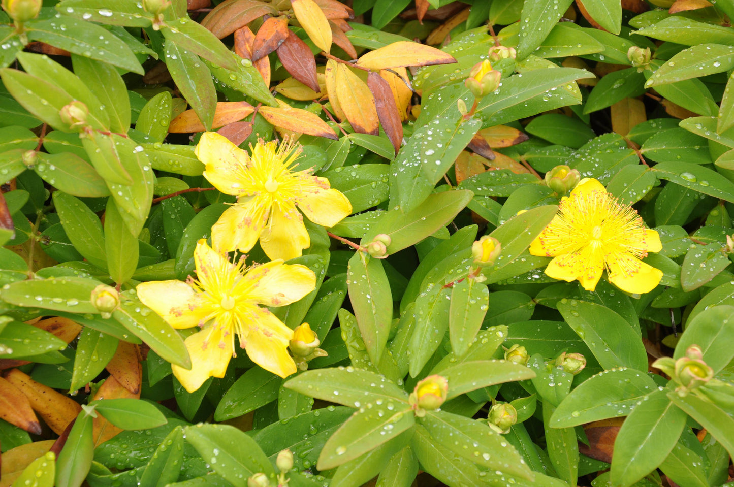 Hypericum Calcynium (rose of Sharon)