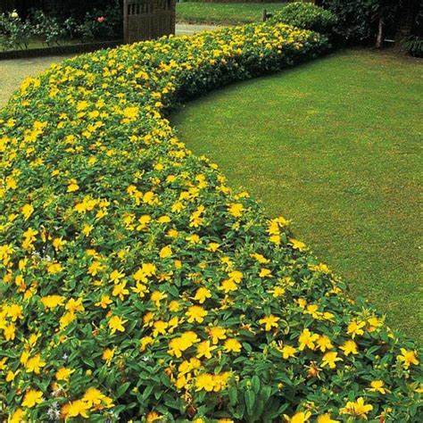 Hypericum Calcynium (rose of Sharon)