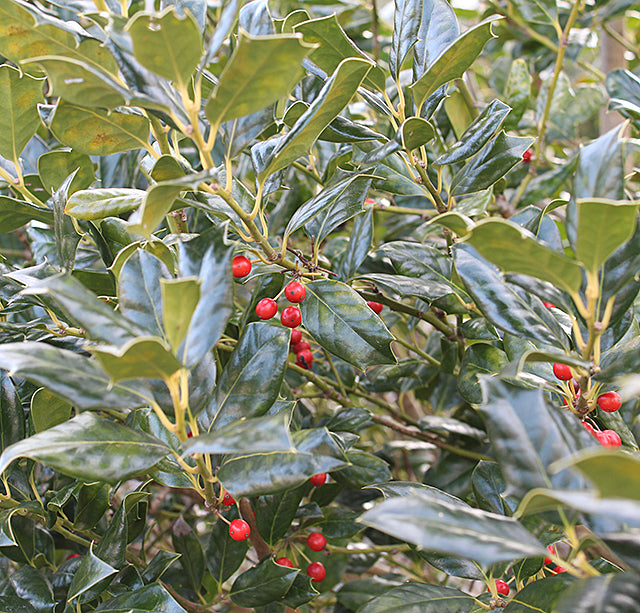 Ilex 'Nellie R. Stevens' holly 'Nellie R. Stevens' ( syn. Ilex aquifolium 'Nellie Stevens' )