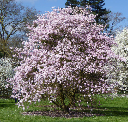 Magnolia stellata ‘Rosea’ – Pink Star Magnolia