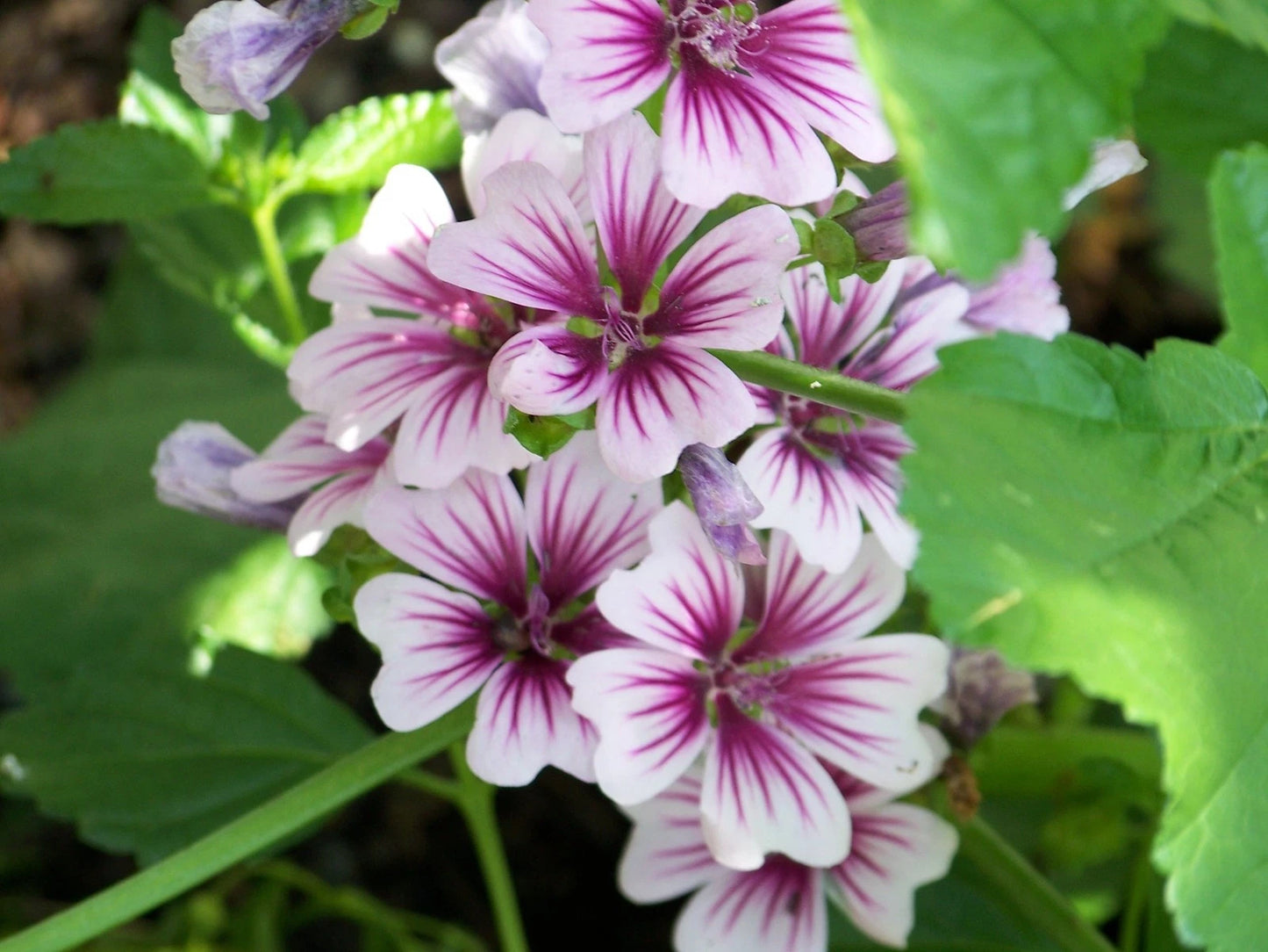 MALVA sylvestris Zebrina (mallow)