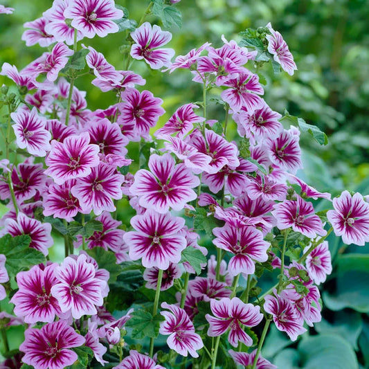 MALVA sylvestris Zebrina (mallow)