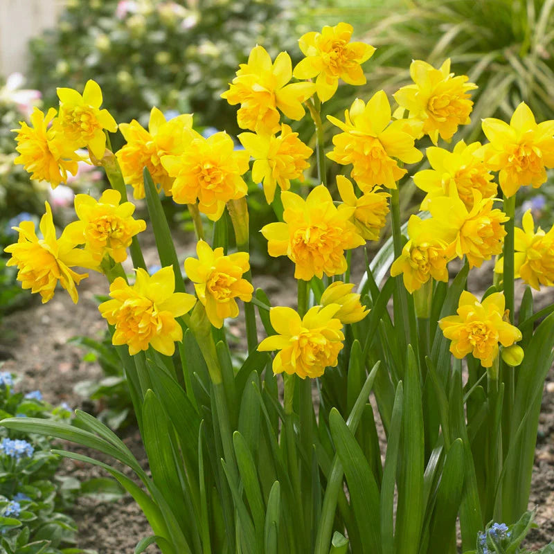 Daffodil Tete  & Tete Boucle (Double Tete)