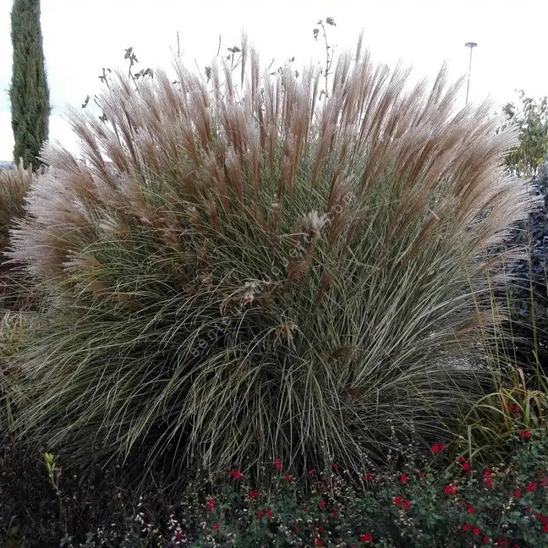 MISCANTHUS sinensis Morning Light