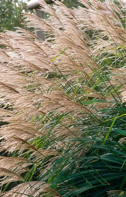 MISCANTHUS sinensis Morning Light