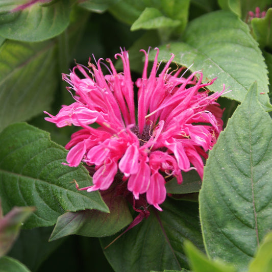 Bergamot, Bee Balm - MONARDA Didyma Pink Lace