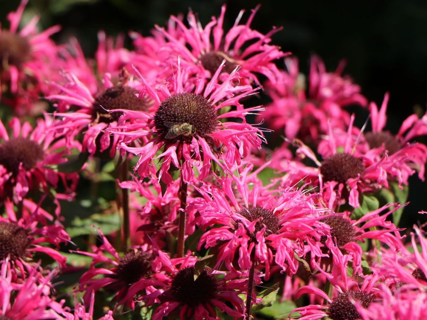 Bergamot, Bee Balm - MONARDA Didyma Pink Lace