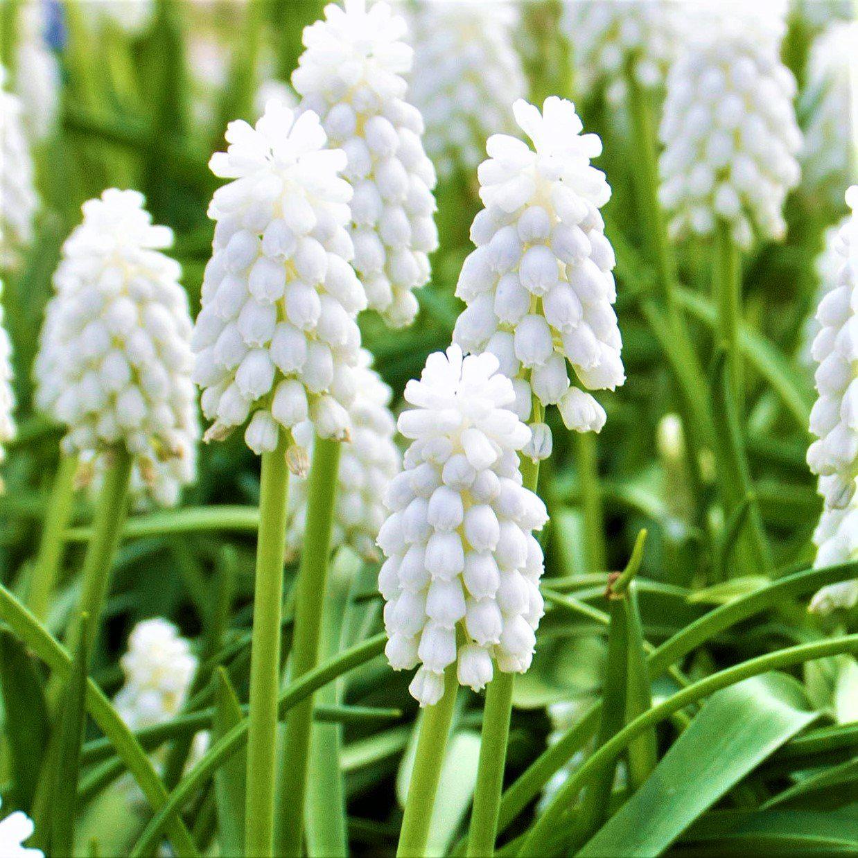 Muscari Siberian tiger