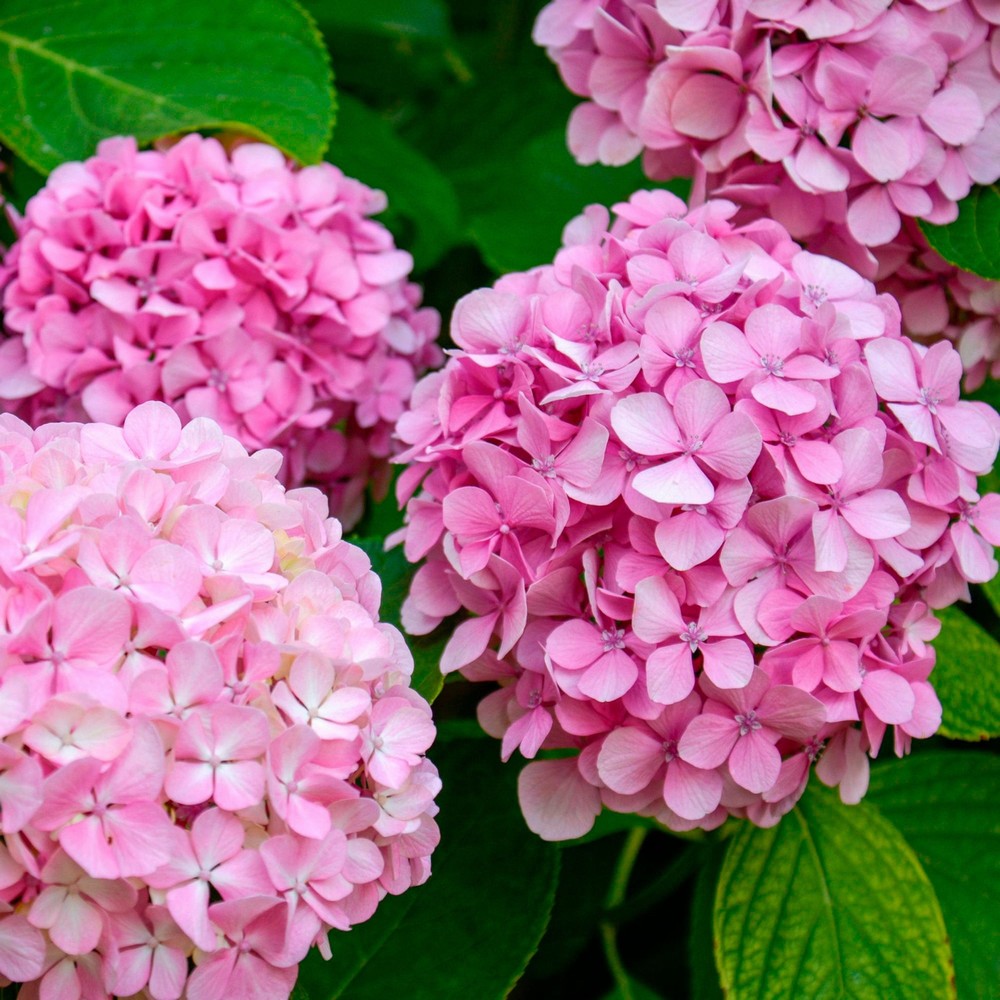 HYDRANGEA macrophylla Pink