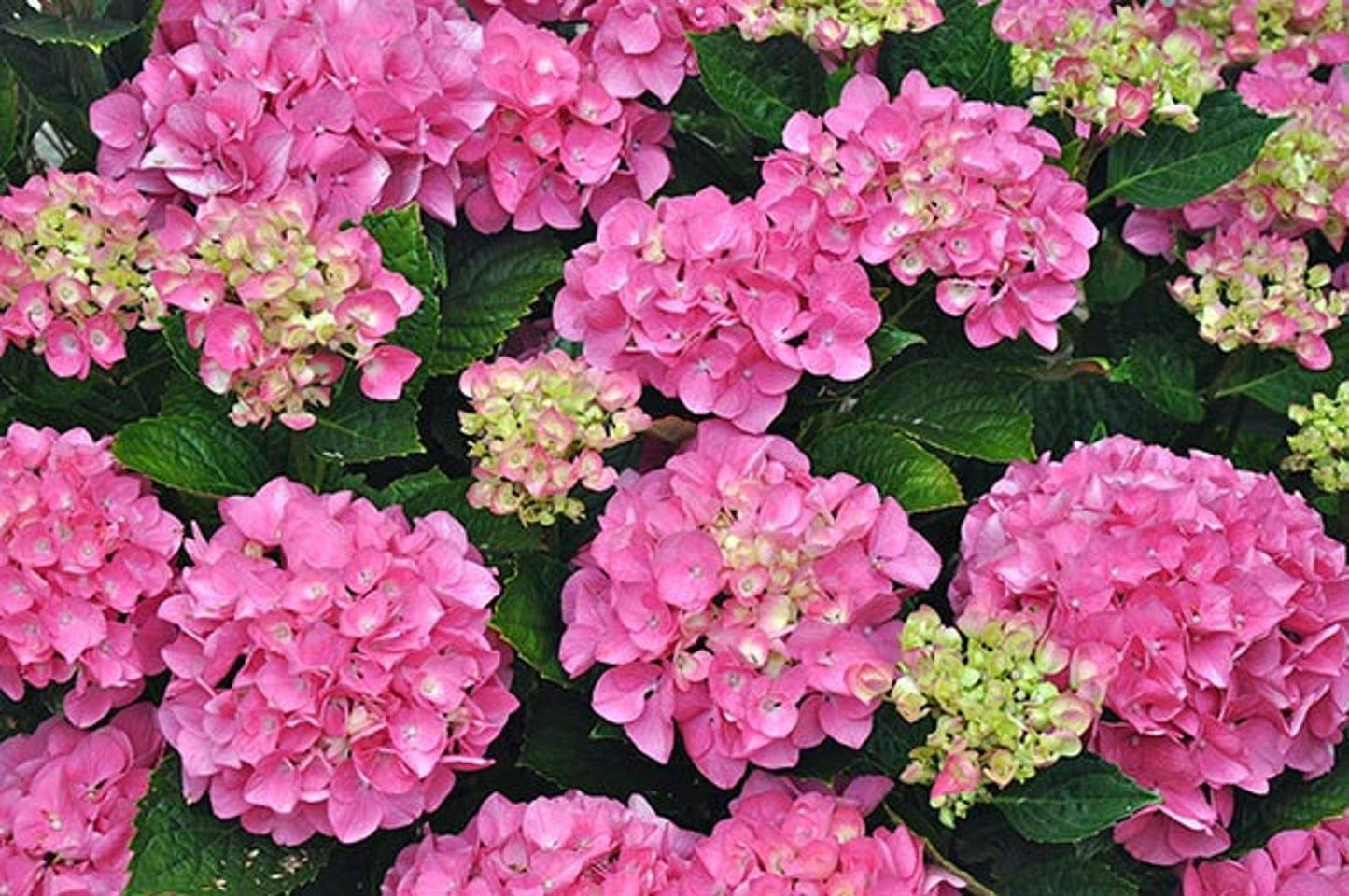 HYDRANGEA macrophylla Pink