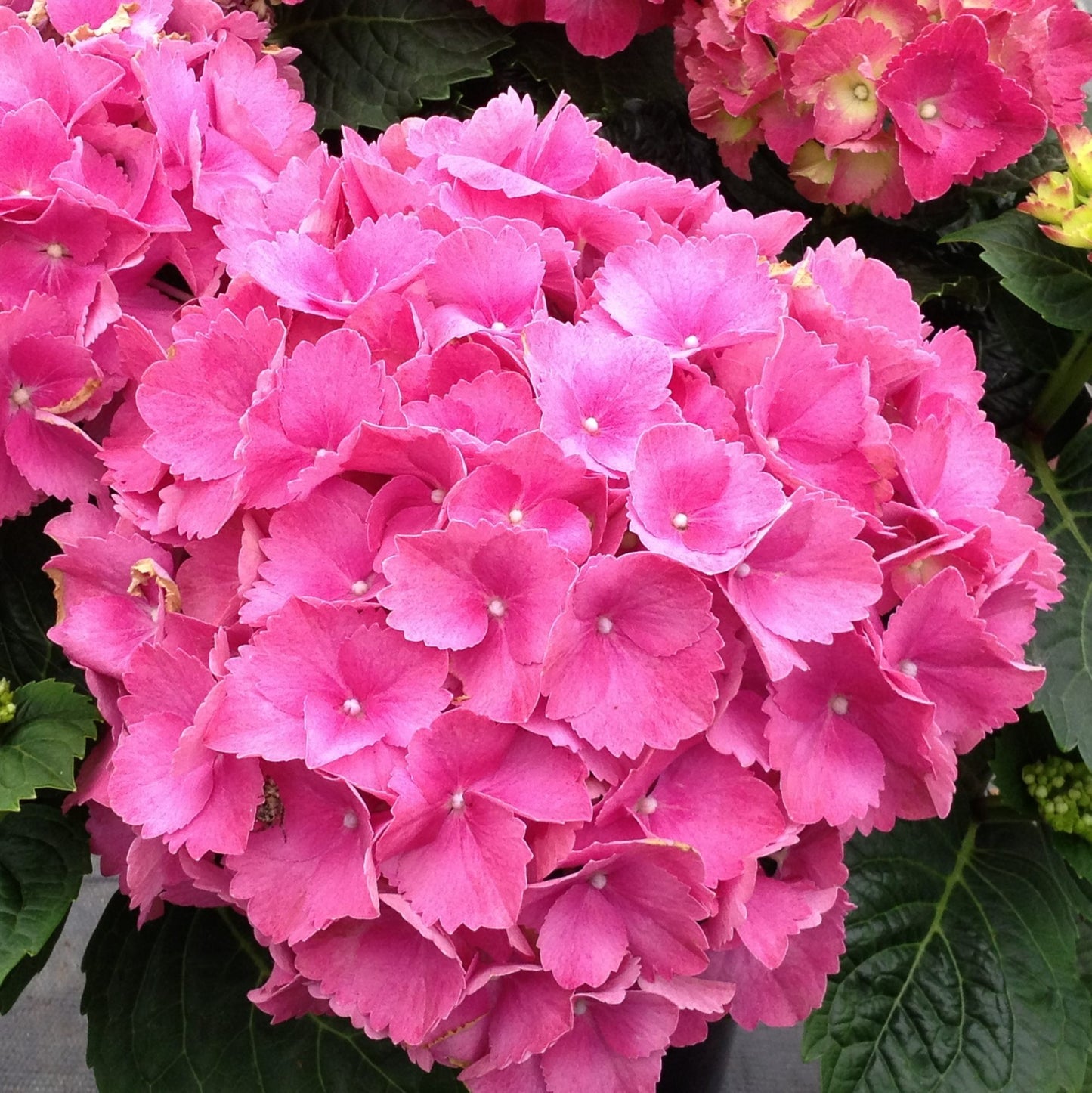 HYDRANGEA macrophylla Pink