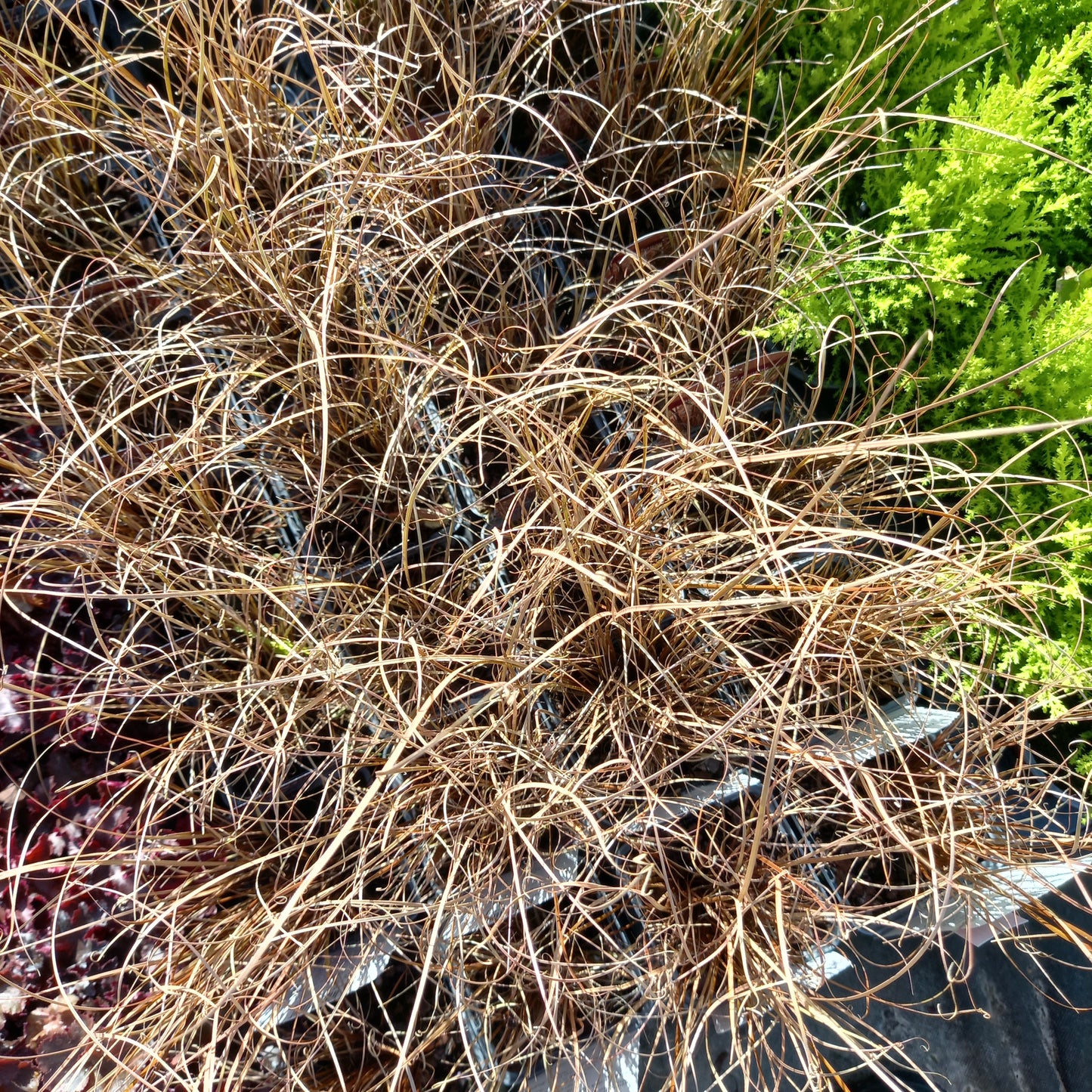 Carex buchananii Red Rooster